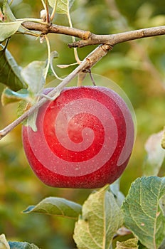 Morning dew is drying on red apple