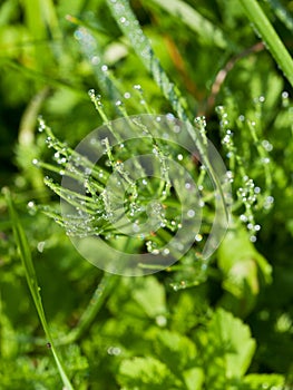 Morning dew on equisetum