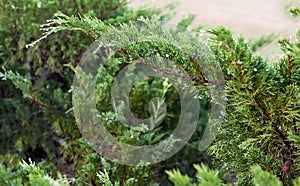 Morning dew on the evergreen leaves of Juniper