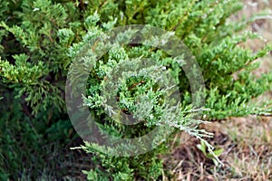 Morning dew on the evergreen leaves of Juniper