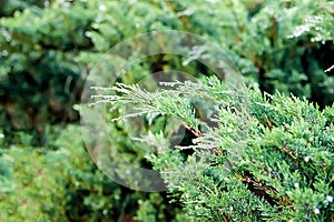 Morning dew on the evergreen leaves of Juniper