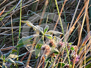 Morning Dew forms Ice Crystals and Frost on a Still Green Prairie Plant