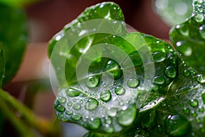 Morning Dew: A Fresh and Vibrant Macro of a Water-Drenched Leaf