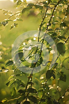 Morning dew glistens on a green leaf. Sun glare outdoor, beautiful round bokeh. Amazing image of purity of nature.