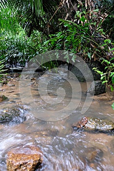 Morning dew and golden sunlight  and Trees from the tropical rainforest, mist water fall