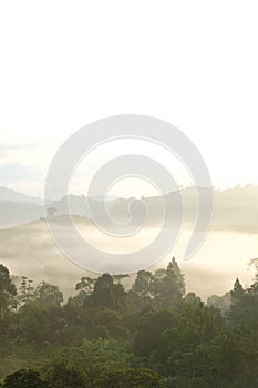 Morning dew and golden sunlight  and Trees from the tropical rainforest, mist water fall