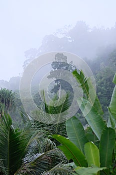 Morning dew and golden sunlight  and Trees from the tropical rainforest, mist water fall