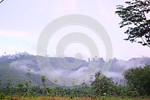 Morning dew and golden sunlight  and Trees from the tropical rainforest, mist water fall