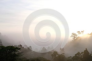 Morning dew and golden sunlight  and Trees from the tropical rainforest, mist water fall