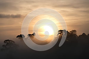 Morning dew and golden sunlight  and Trees from the tropical rainforest, mist water fall