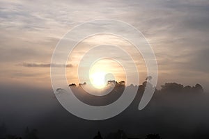 Morning dew and golden sunlight  and Trees from the tropical rainforest, mist water fall