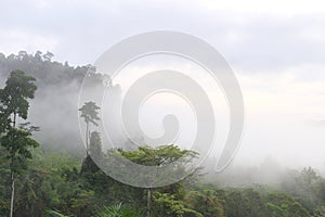 Morning dew and golden sunlight  and Trees from the tropical rainforest, mist water fall