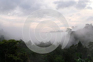 Morning dew and golden sunlight  and Trees from the tropical rainforest, mist water fall