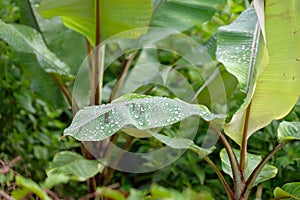 Morning dew and golden sunlight  and Trees from the tropical rainforest, mist water fall