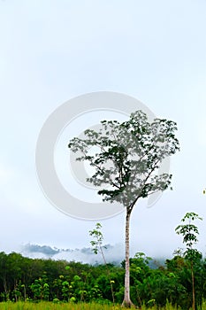 Morning dew and golden sunlight  and Trees from the tropical rainforest, mist water fall