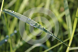 Morning dew on a grass
