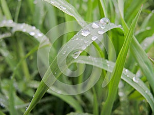 morning dew on the grass