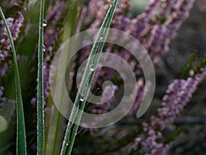 Morning dew on the grass. In the background blurred heather flowers. Selective focus