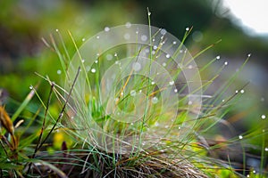 Morning dew on grass in Ceahlau moutains, Romania