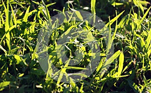 Morning dew on grass in Central Park