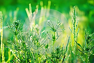 The morning dew on the grass in the forest.