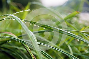 Morning dew on the grass. Green colors. Nature and recreation. Appeasement. Spring Summer Autumn. Macro shot of grass with water