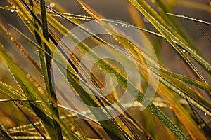 Morning dew on grass, leaves and branches on the morning autumn sunrise