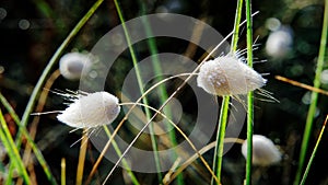 Morning dew on grass seed heads bending under the weight of dew droplets