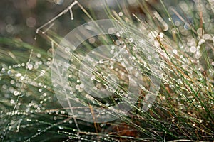 Morning dew on grass selective focus