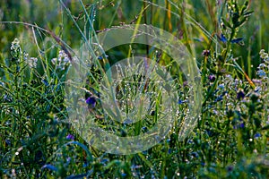 Morning dew on the grass, with threads of web.