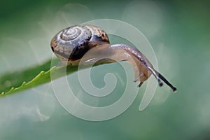 Morning dew on the grass, on which a snail crawls.