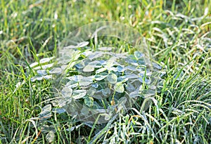 Morning dew on green clover leaves. Dew on the grass.