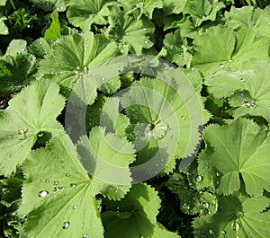 Morning dew on green garden lady's-mantle leaves