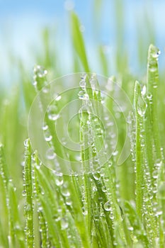 Morning Dew Green Grass