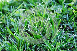 Morning dew on the green grass close-up. Early summer morning