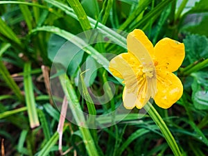 Morning dew on the green grass and yellow flowers