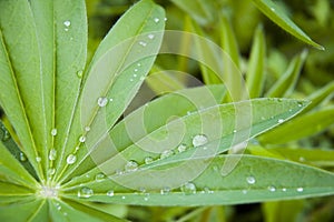 Morning dew on green leaves