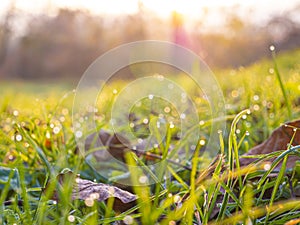 Morning dew on the juicy, succulent, lush, mellow, sappy, pappy grass.