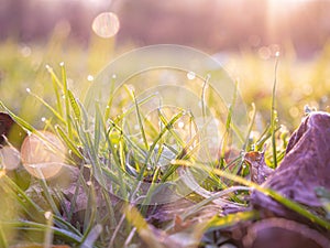 Morning dew on the juicy, succulent, lush, mellow, sappy, pappy grass.