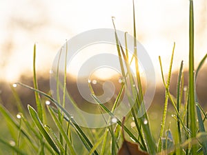 Morning dew on the juicy, succulent, lush, mellow, sappy, pappy grass.