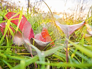 Morning dew on the juicy, succulent, lush, mellow, sappy, pappy grass. Sunrise.