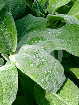 Morning dew on lambs ear leaves