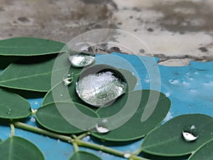 Morning dew on a leaf