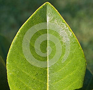 Morning dew on the leave