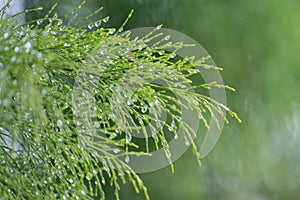 morning dew on the leaves of the beach she-oak tree (Casuarina equisetifolia)