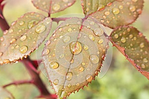 Morning dew on the leaves of the pink Bush. Close up