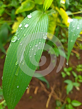 morning dew on the leaves of wild grass growing on the ground