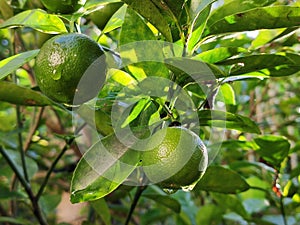 Morning dew on lemon fruit