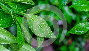 Morning dew on lime leaves