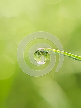 morning dew macro clear water droplets on grass fresh green grass